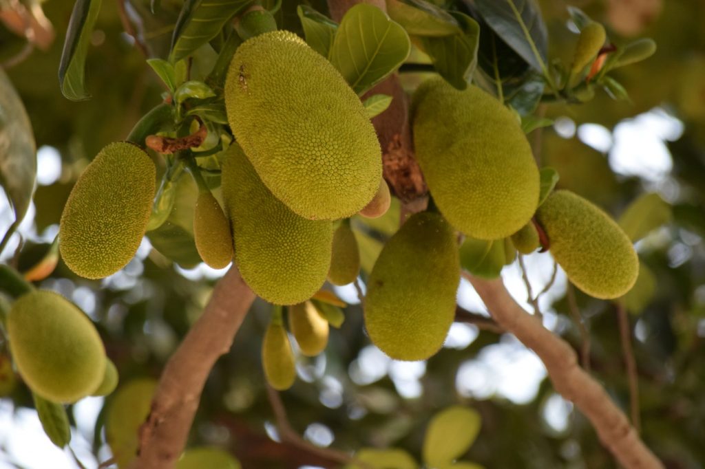 jackfruit owoc chlebowca na drzewie